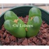 C.limpidum EVJ7908 - Seed
